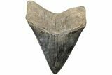 Serrated, 4.35" Fossil Megalodon Tooth - Razor Sharp - #203072-1